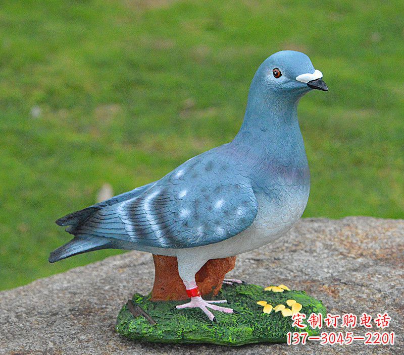 宁波和平鸽传承着永恒的爱