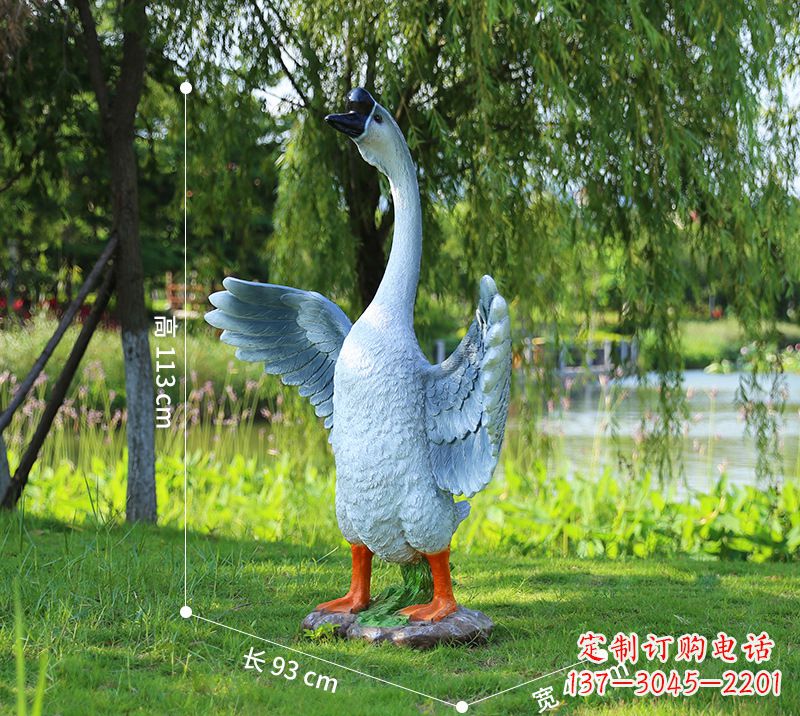 宁波站立的灰色展翅天鹅