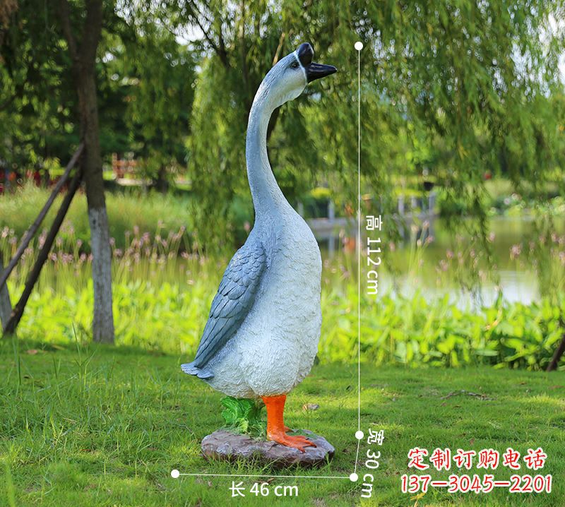 宁波站立立脖灰色天鹅